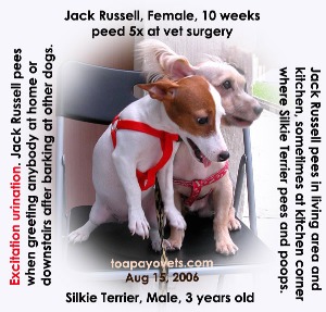 Female Jack Russell 10 months, peed 5 times at Toa Payoh Vets. Excitation urination.