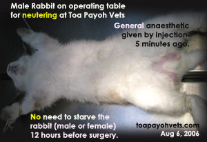 Male rabbit neutering at Toa Payoh Vets. After anaesthetic, put on operating table.  