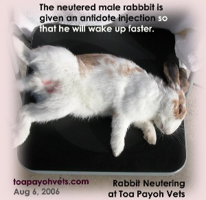 Rabbit has been neutered and given an antidote injection to wake up faster. Toa Payoh Vets