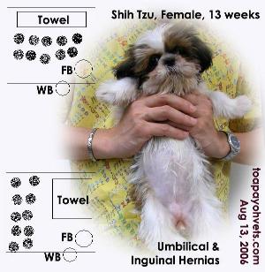 WB(water bowl) & FB(feedbowl)  should be nearer to towe  bed (bottom figure). Toa Payoh Vets