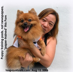 Pom disliked newspapers but was successfully "diaper" trained. Toa Payoh Vets