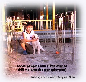 Playpen or exercise pen confines a puppy not supervised. Toa Payoh Vets