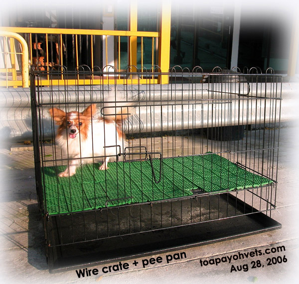 cage dog peeing in