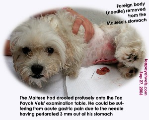 Maltese with needle removed from his perforated stomach. Toa Payoh Vets