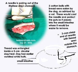 A needle had perforated 3 cm out of the Maltese stomach. Toa Payoh Vets