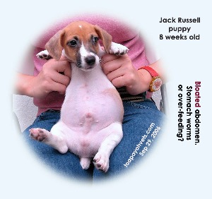 Bloated abdomen - Jack Russell puppy. Stomach worms or over feeding? Toa Payoh Vets