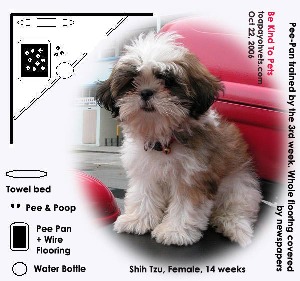 Pee-Pan+Wire Flooring Trained by 3rd week. Shih Tzu, apartment backyard. Toa Payoh Vets