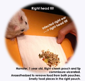 Right head tilt. Hamster. Cheek pouch infections - -> ear. Toa Payoh Vets