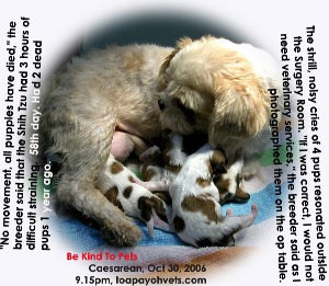 Noisiest, shrill cries of 4 vigorous Shih Tzu pups, 58th day. Caesarean. Toa Payoh Vets