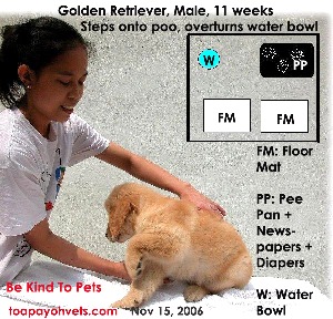 Stepping onto poo, overturns water bowl. Golden Retriever 11 weeks. Pee Pan trained. Toa Payoh Vets