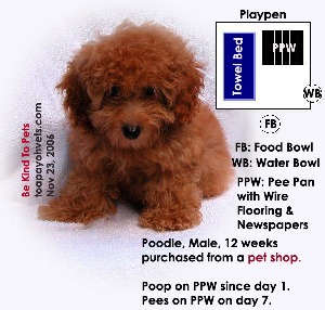 Pet shop crate has wired flooring. Poodle poos on wire flooring pee pan. Toa Payoh Vets