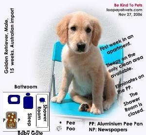 Golden Retriever, Male, toilet-training, Singapore apartment, Toa Payoh Vets