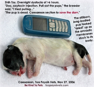 Dead pups decompose. Caesarean saves the mum from toxic death. Toa Payoh Vets