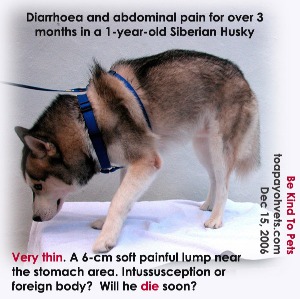 Too thin. Gastroenteritis too long. Will this Husky die? Toa Payoh Vets. 