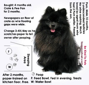 Black male Poms are rare in Singapore. Toa Payoh Vets 