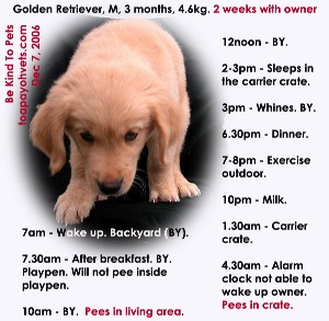 3-hourly schedule for 3-month-old Golden Retriever may be too long. Toa Payoh Vets