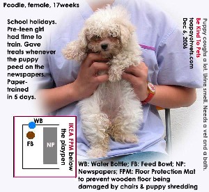 Paper-trained in 5 days by pre-teen girl. Toa Payoh Vets