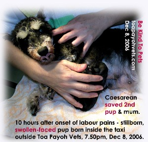 >10 hours labour pain. lst pup was actually stuck in the pelvic outlet. Stillborn in taxi. Toa Payoh Vets