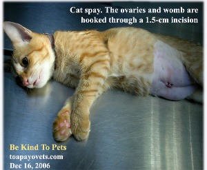 Cat spayed at Toa Payoh Vets in 2006. Operating table. Injectable general anaesthesia.