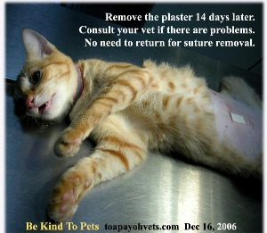 Plaster prevents most cats from licking the wound. Remove in 14 days unless cat is irritated by it. Toa Payoh Vets