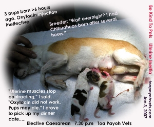 Uterine Inertia. >6 hours, oxytocin ineffective. Elective Caesarean is necessary. Toa Payoh Vets