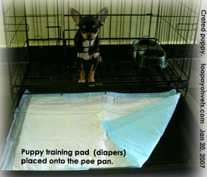 The crate, put in the kitchen, is the Chihuahua's toilet. Toa Payoh Vets 