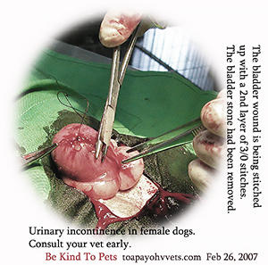 Chronic cystitis - large bladder stone. Stitching up bladder wound with 2nd layer. Toa Payoh Vets 