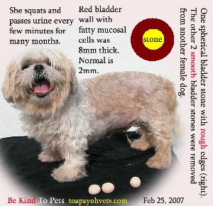 Shih Tzu squatted, cried and passed urine every few minutes. One spherical bladder stone removed 6 days ago. Toa Payoh Vets