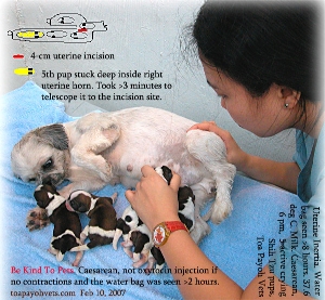 Water bag seen >10 hrs and no contractions. Caesarean to save pups and mum.  Toa Payoh Vets
