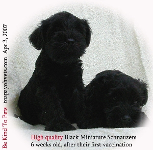 Healthy and high quality Miniature Schnauzer puppies. Toa Payoh Vets