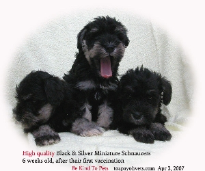 Healthy and high quality Miniature Schnauzer puppies. Toa Payoh Vets