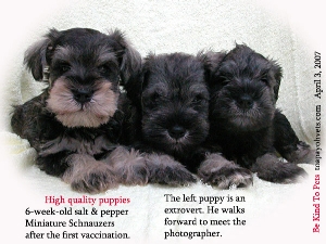 Healthy and high quality Miniature Schnauzer puppies. Toa Payoh Vets