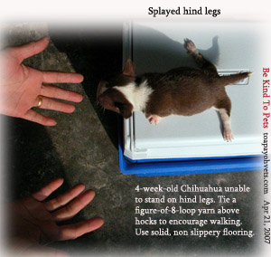 Splayed hind legs happen in piglets & birds too. Toa Payoh Vets.