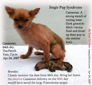 Unable to give birth naturally in Single Pup Syndrome. Toa Payoh Vets.