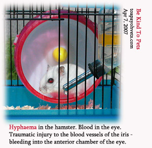 Iris bleeds - blood collects in anterior chamber of the eye - hyphaema. Toa Payoh Vets