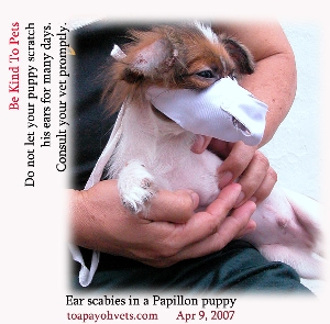 Ear scabies and another puppy biting this Papillon. Toa Payoh Vets