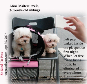 Mini Maltese, male, 3 months, 2 owners. Toa Payoh Vets