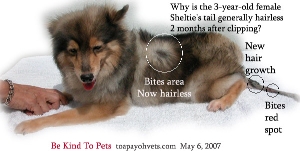 2 months - tail hair still not growing. Sheltie. 3 years. Female. Toa Payoh Vets