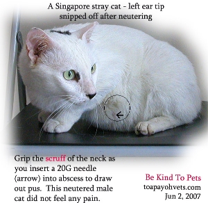Roaming lifestyle of a stray cat. Bite or scratch abscess below armpit. Toa Payoh Vets. 