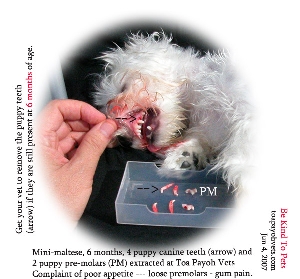 Remove puppy teeth - block growth of permanent and food get stuck. Toa Payoh Vets