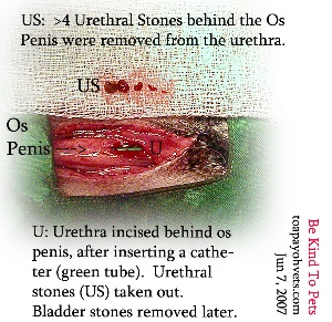 Incise urethra behind os penis. Remove urethral stones. Stitch up. Remove bladder stones. Toa Payoh Vets