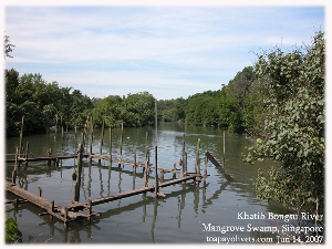 Khatib Bongsu River and swamp land, Singapore, Toa Payoh Vets