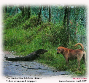 Singapore Yishun swamp land - monitor lizard - Dog - Toa Payoh Vets 