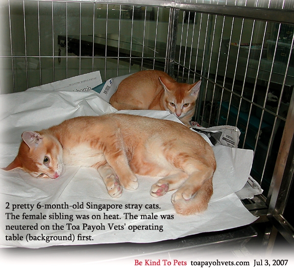 veterinary medicine, surgery, singapore, toa payoh vets, dogs, cats
