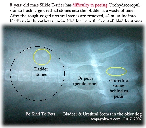 8-year-old male Silkie. Bladder & urethral stones. Toa Payoh Vets