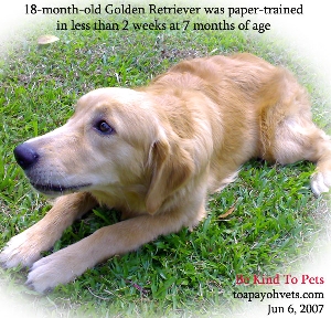 Training time needed, replace soiled newspapers immediately, praise and treats. Paper-trained apartment Golden Retriever. Toa Payoh Vets.