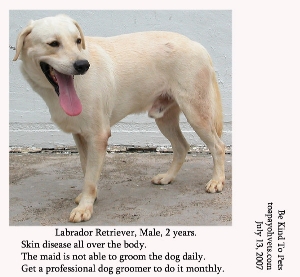 Generalised pustular dermatitis. Labrador Retriever. Garden Dog. Toa Payoh Vets.