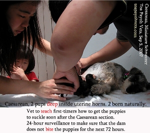 Teach first-timers what to do after Caesarean. Toa Payoh Vets