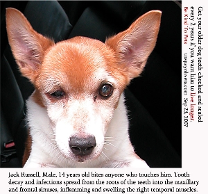 Infected right temporal muscles-14 years old Jack Russell, Toa Payoh Vets