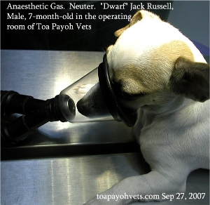 "Dwarf" Jack Russell under gas general anaesthesia